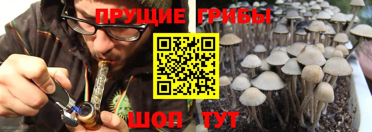 Дивногорск  Псилоцибиновые грибы Cubensis  Вход с VPN 
